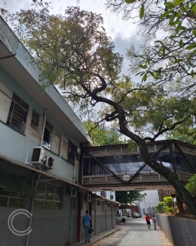 Segurança em primeiro lugar: CSSJD realiza poda e supressão de árvores com risco estrutural - 